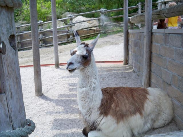 Akron Zoo Llama