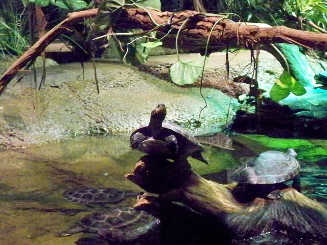 Turtle Akron Zoo