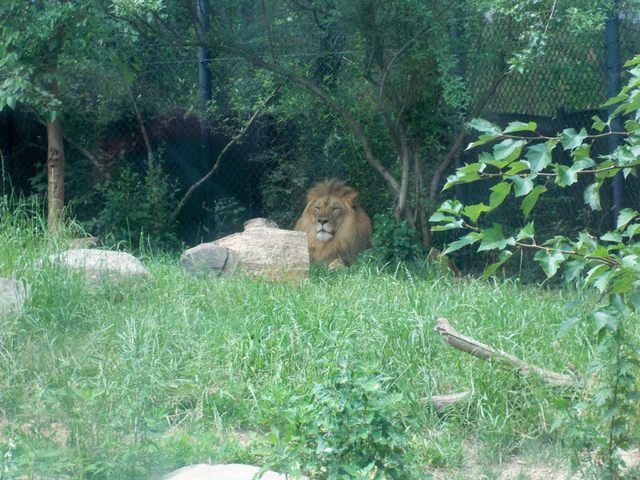 Lion Akron Zoo