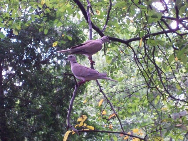 Pigeons Akron Zoo