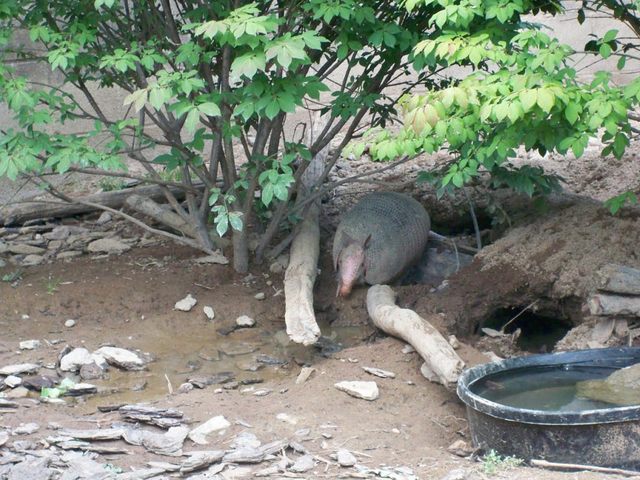 Armadillo Akron Zoo 