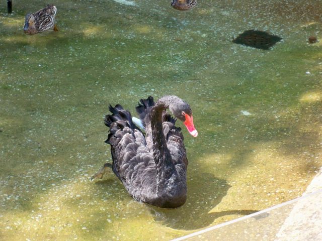 Black Swan Akron Zoo