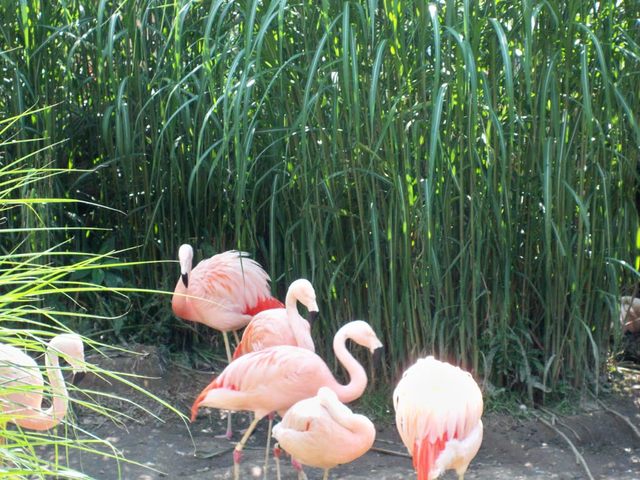Pink Flamingos Akron Zoo