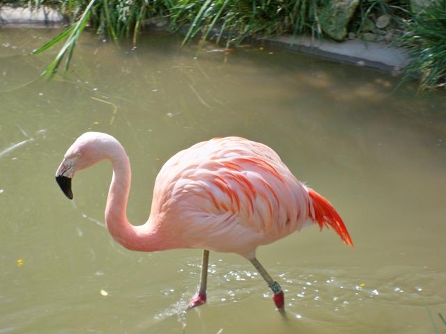 Pink Flamingo Akron Zoo