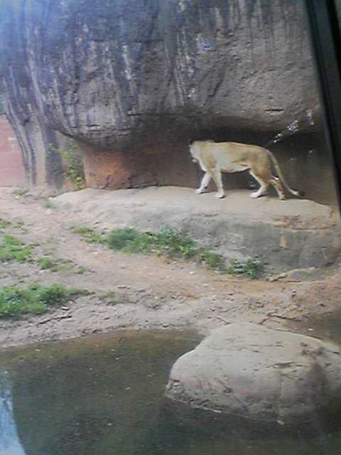 Atlanta Zoo - Lion