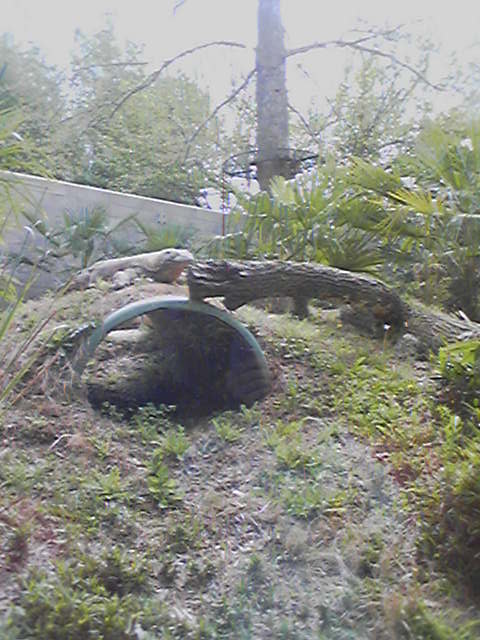 Atlanta Zoo - Large Lizard