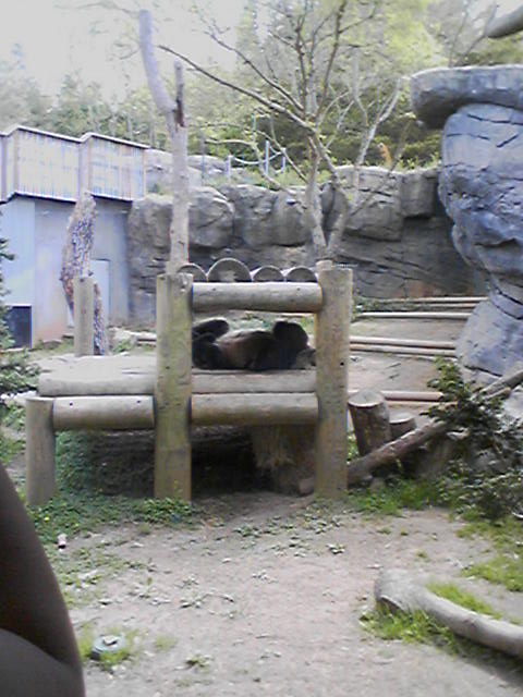 Atlanta Zoo - Panda