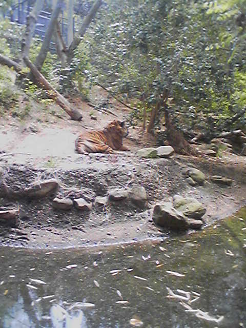 Atlanta Zoo - Tiger