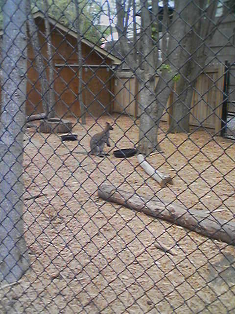 Atlanta Zoo - Wallabie