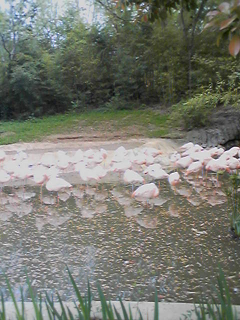  Atlanta Zoo - Flamingoes